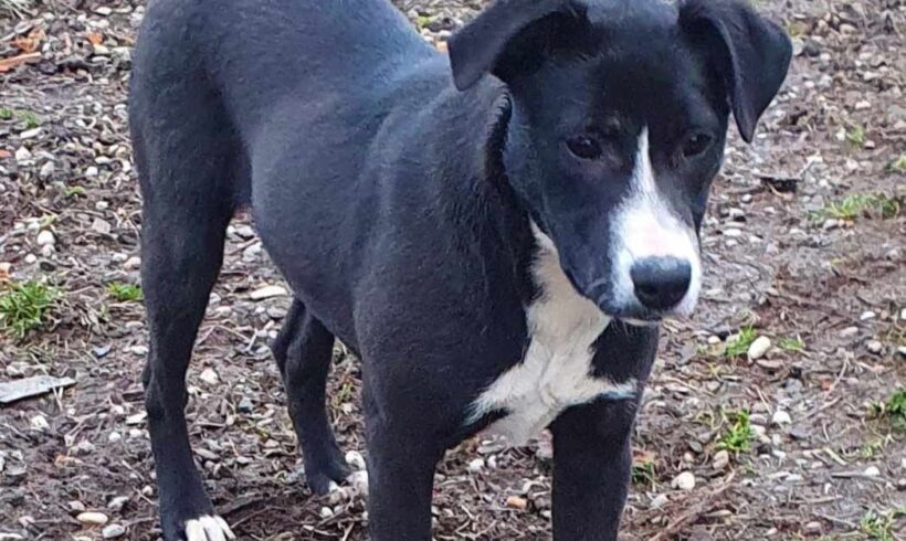 MINNIE – ca. 5 – 6 Monate