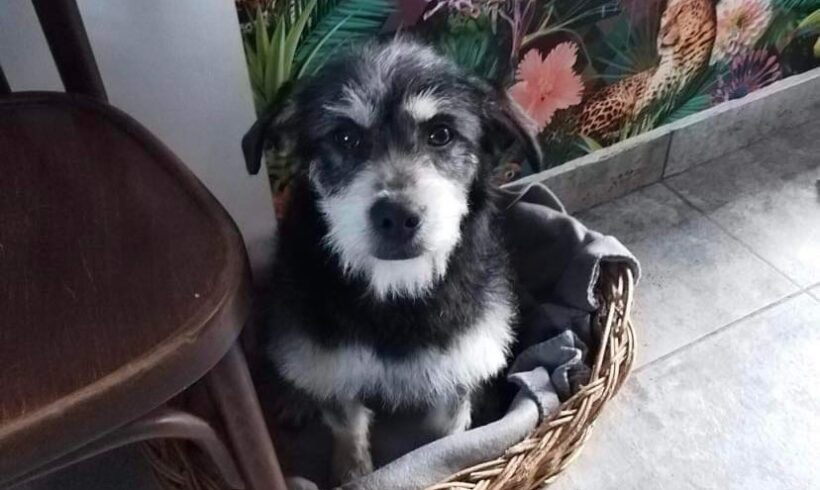 GINO – ca. 2 Jahre