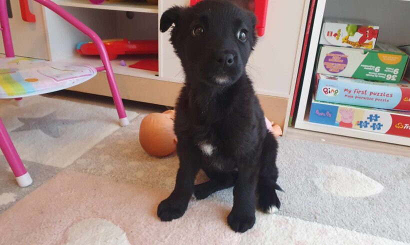 PEPSI – ca. 3 Monate