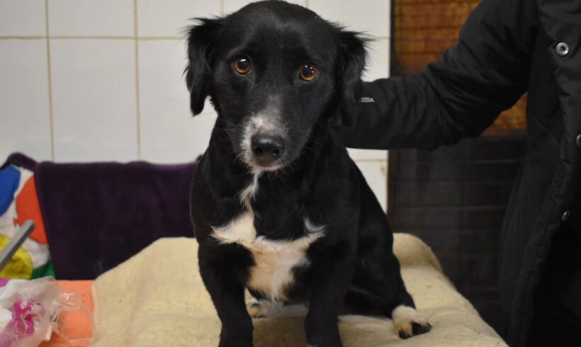 ELINOR – ca. 3 Jahre