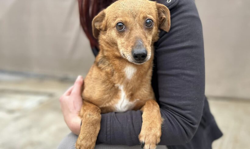 ANNIE – ca. 4 Jahre