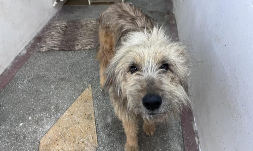 BOOTSMANN – ca. 5 Jahre