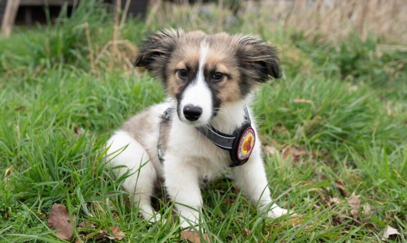 HAJO – ca. 4 Monate