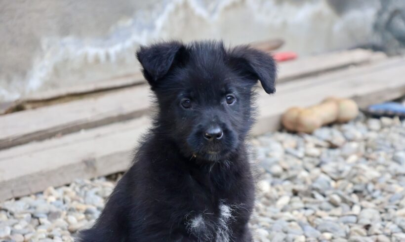 RAVEN – ca. 3 Monate