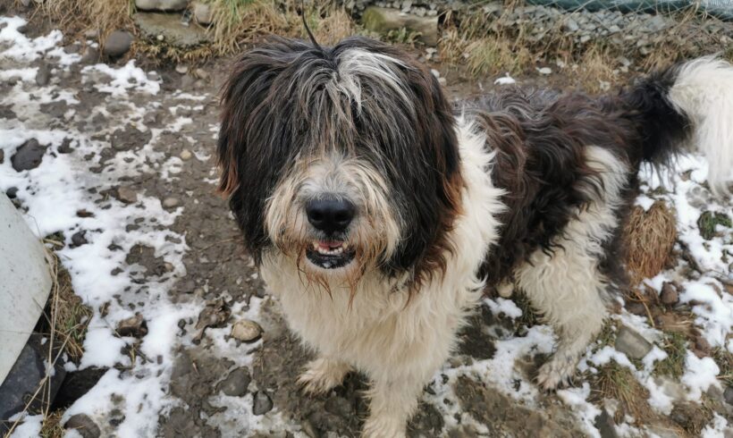 HUBERT – ca. 2 Jahre