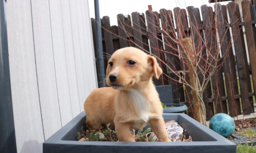 FINE – ca. 2 Monate