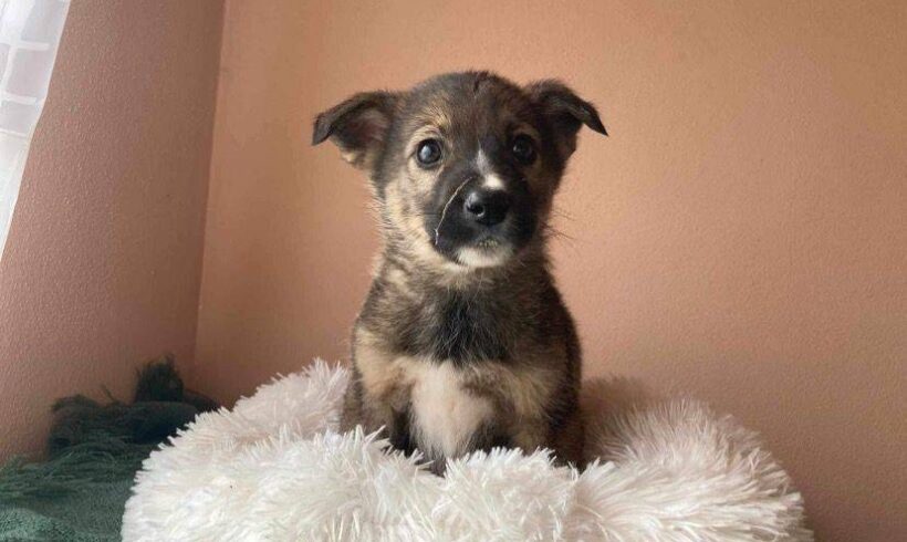 ARAMIS – ca. 3 Monate