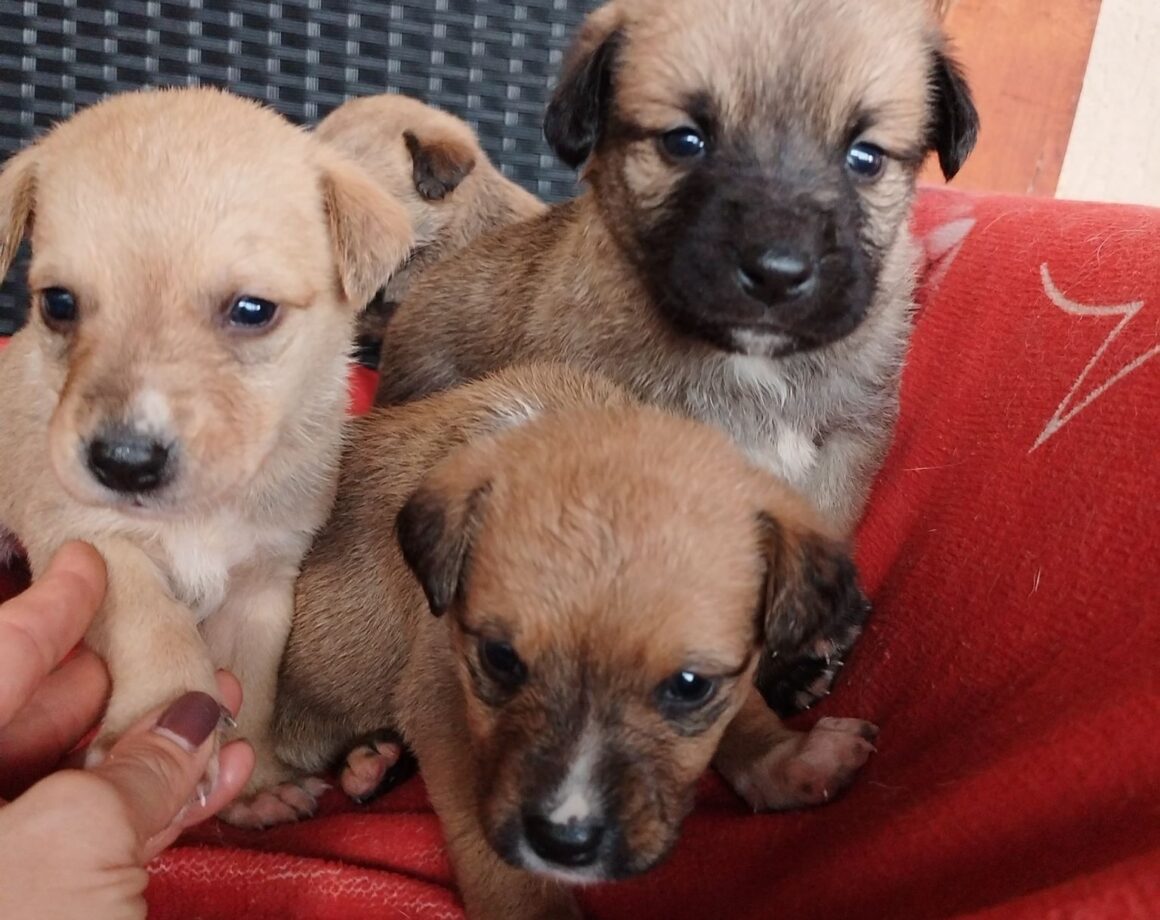 BISCUIT - ca. 3 Monate | Ein Herz für Streuner