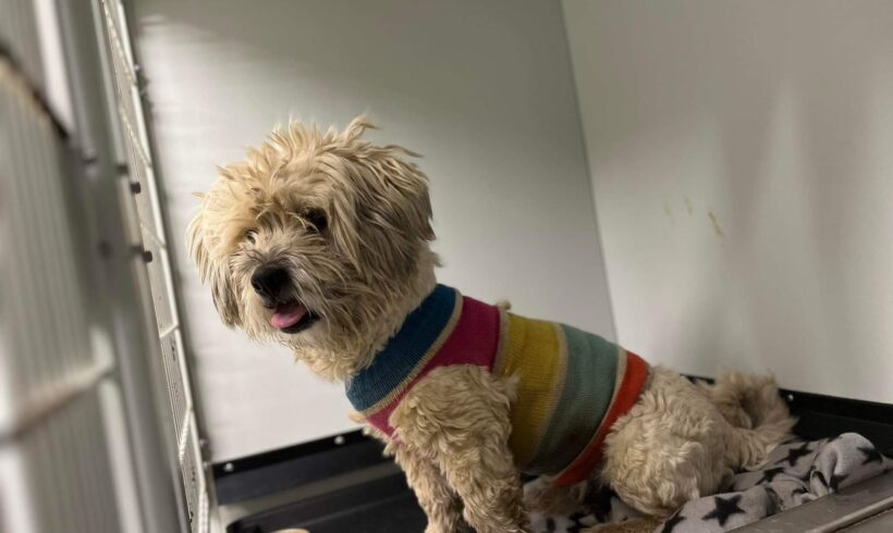 BUTZ – ca. 2 Jahre