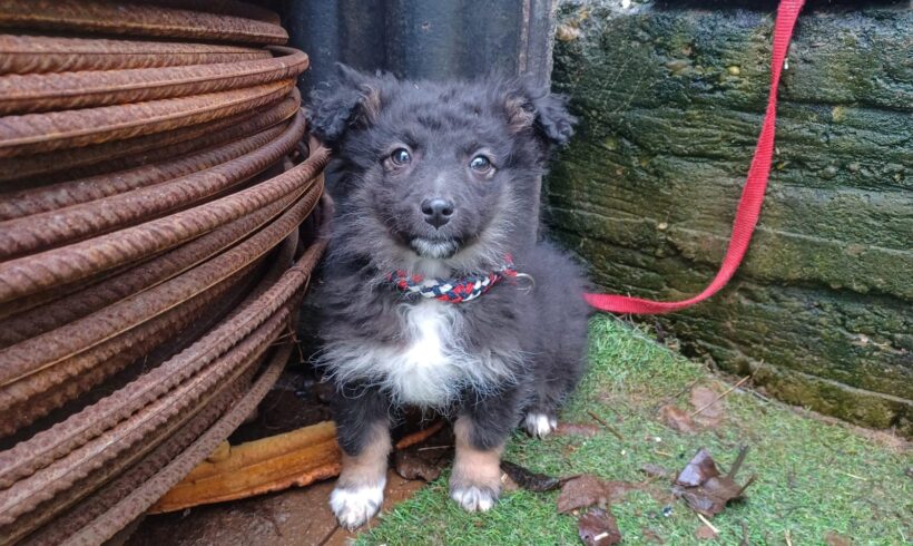 CALEXA – ca. 4 Monate