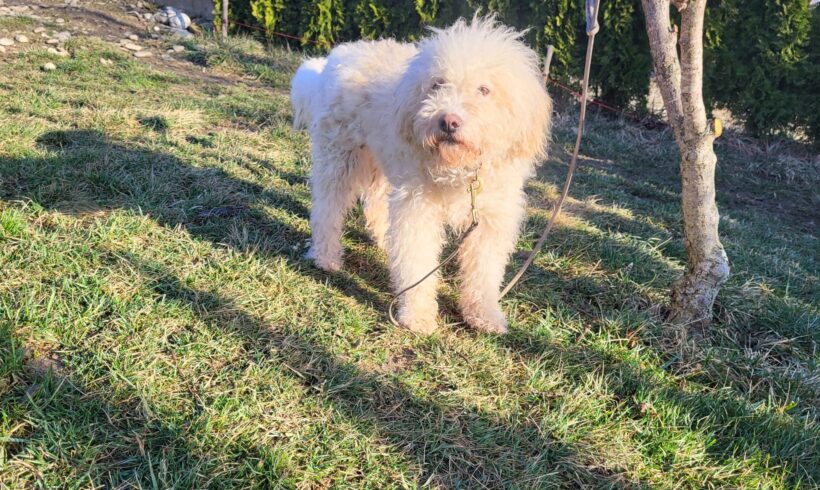 FIORELLA – ca. 5 Jahre