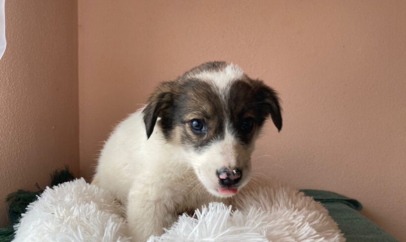 SAMANTHA – ca. 3 Monate