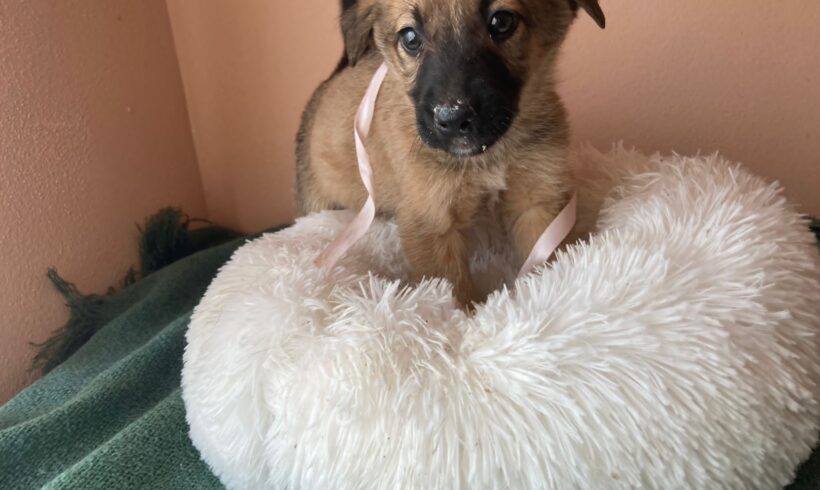 VIVIANE – ca. 3 Monate