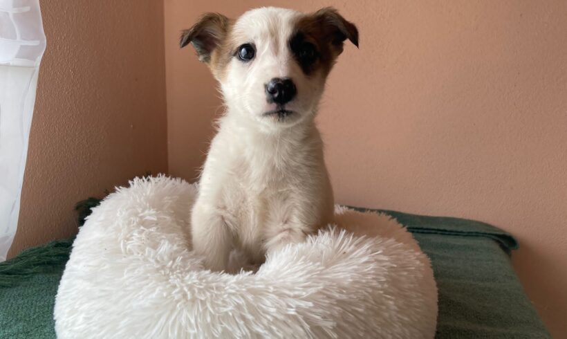 COLLEEN – ca. 3 Monate