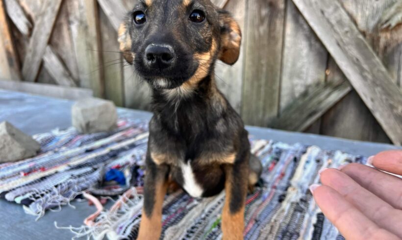 LUZIE – ca. 4 Monate