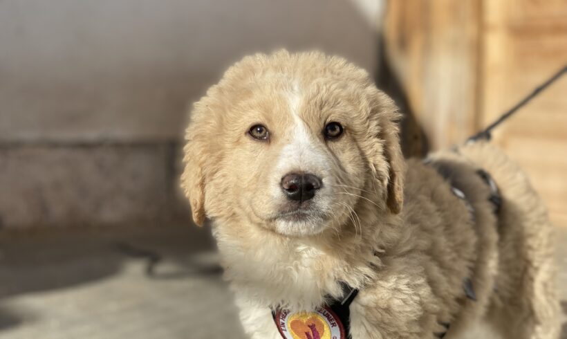 BOBBY – ca. 3 Monate