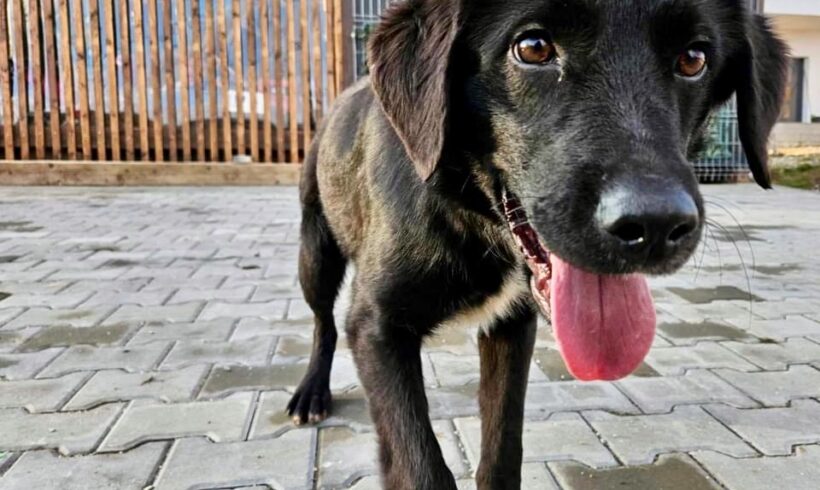 PEPPELS – ca. 1 – 1,5 Jahre