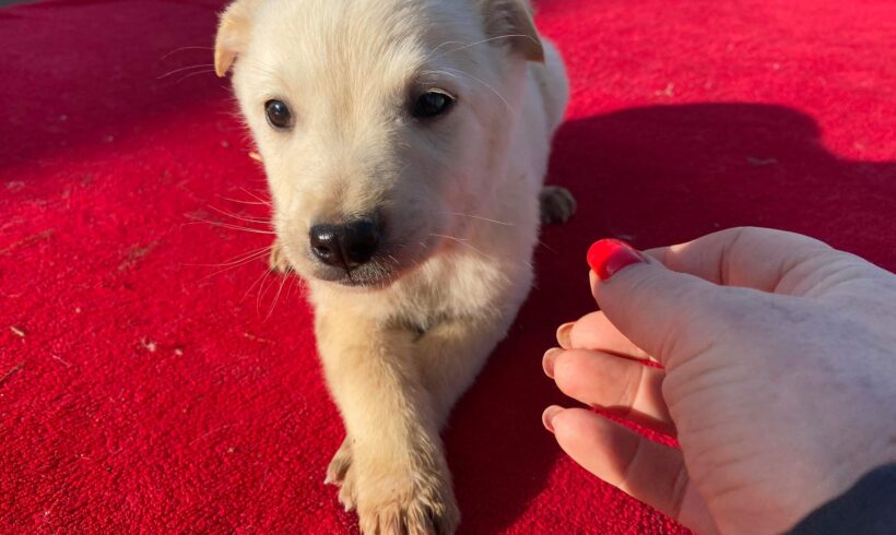 TILLY – ca. 4 Monate