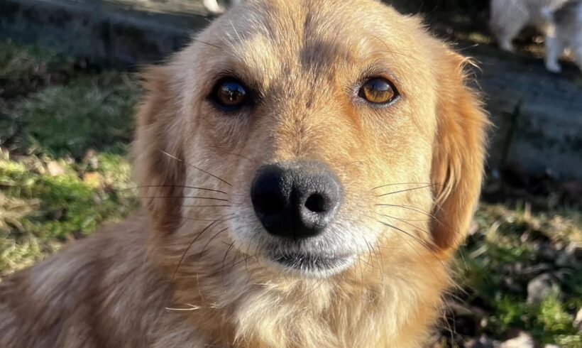 RAYA – ca. 3 Jahre