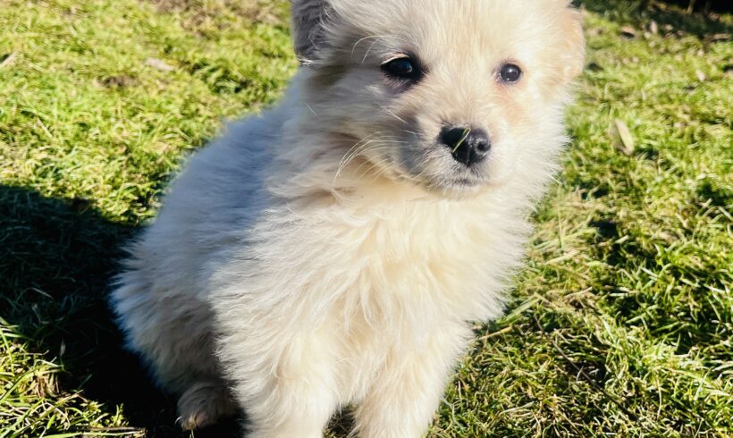 BATIDA – ca. 2 Monate