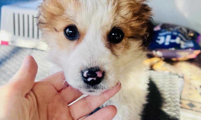 DARA – ca. 2 Monate