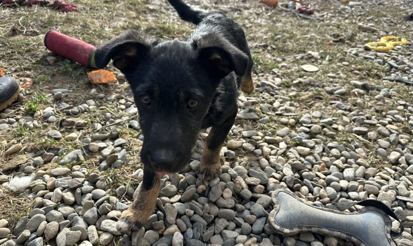 RICO – ca. 5 Monate