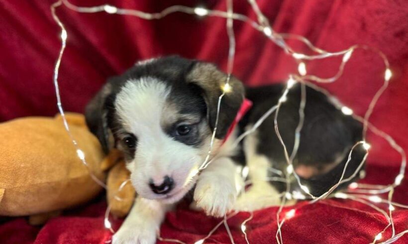 CORALIE – ca. 3 Monate