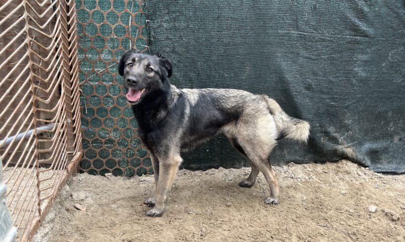 NEGAN – ca. 1,5 Jahre