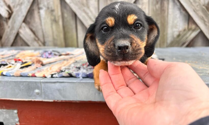 PICO – ca. 3 Monate