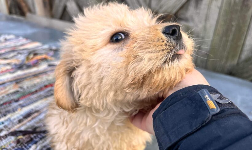 TEDDY – ca. 3 Monate