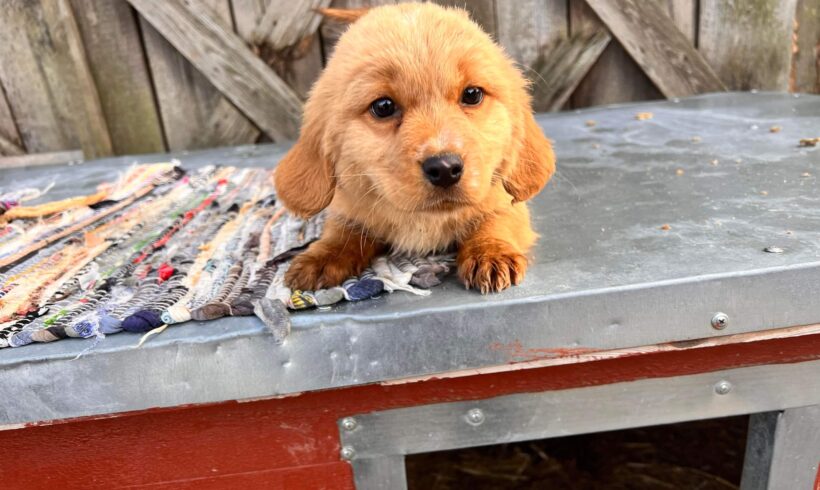 MILLIE – ca. 3 Monate