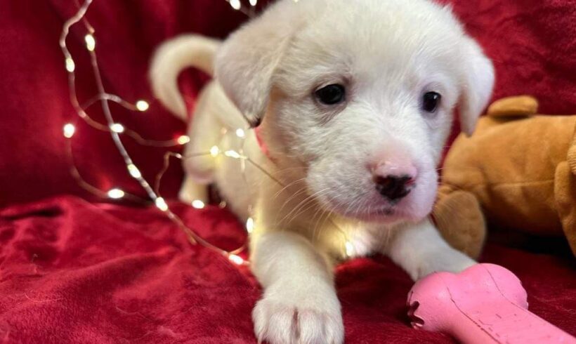 HEDDA – ca. 3 Monate