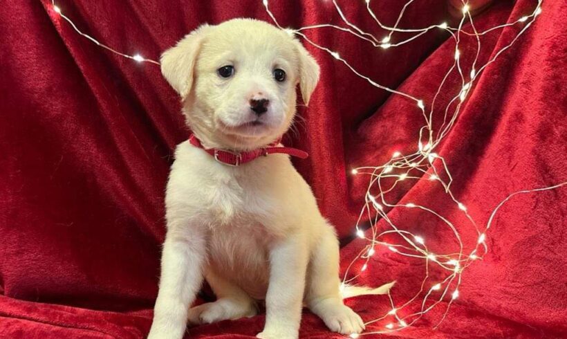 DEA – ca. 3 Monate