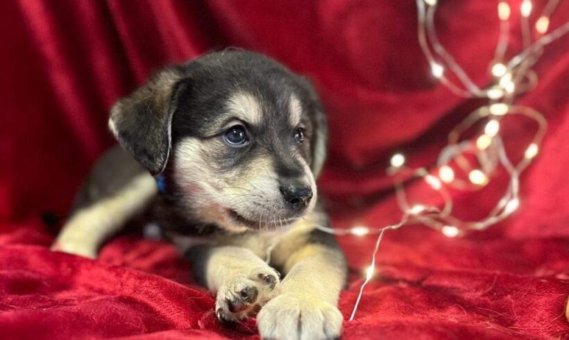 RUFUS – ca. 3 Monate