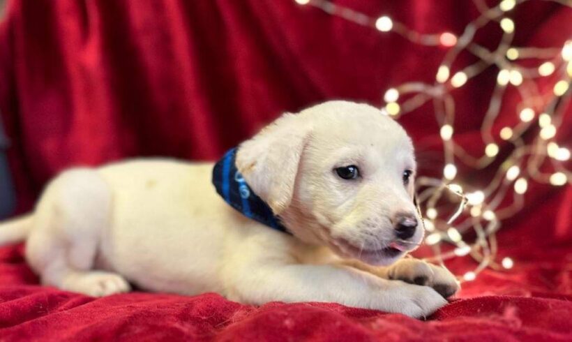 SHAUN – ca. 3 Monate