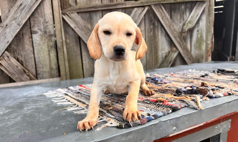 MEEKO – ca. 3 Monate