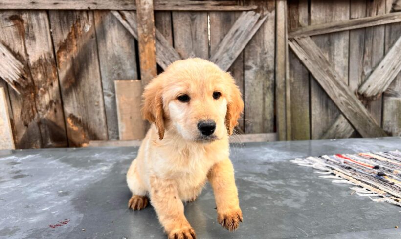 CAMILLO – ca. 3 Monate