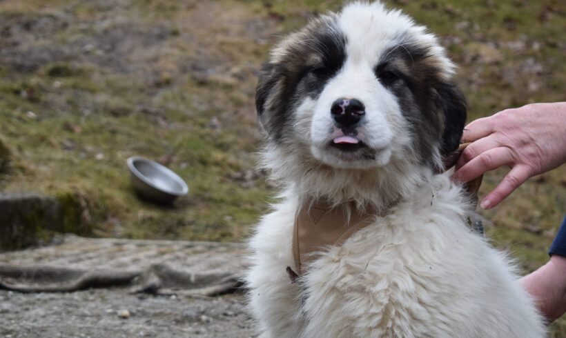 MOONY – ca. 4 Monate