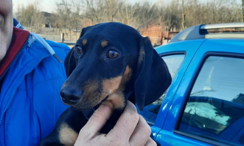 PUMBA – ca. 5 Monate