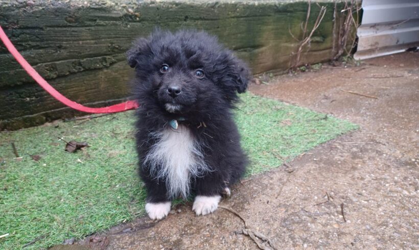 RABATIN – ca. 2,5 Monate