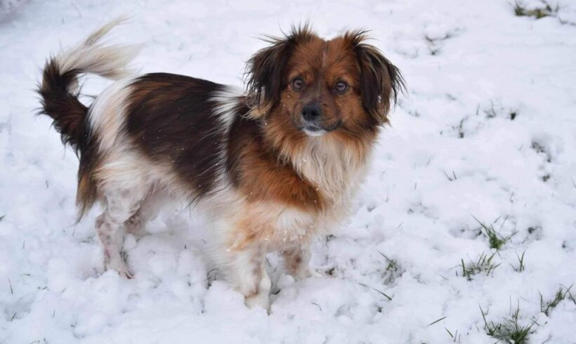 FINE – ca. 2 – 3 Jahre