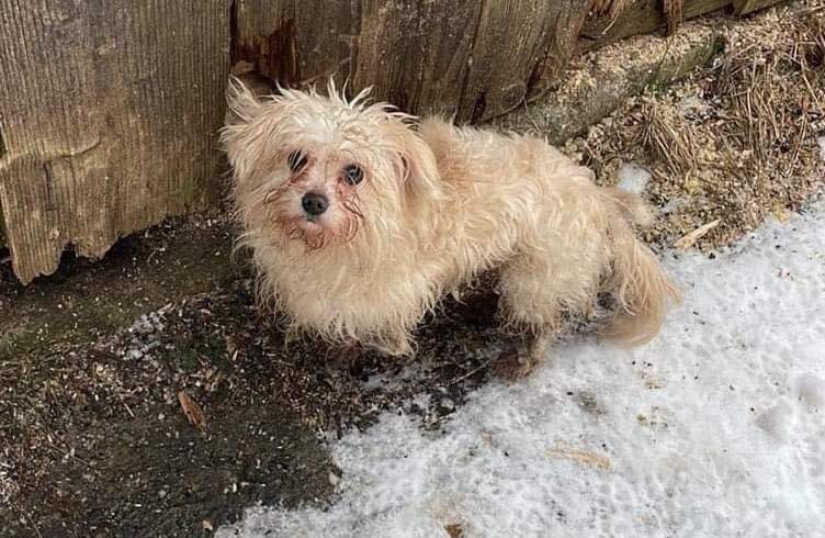 WILLY – ca. 3 Jahre