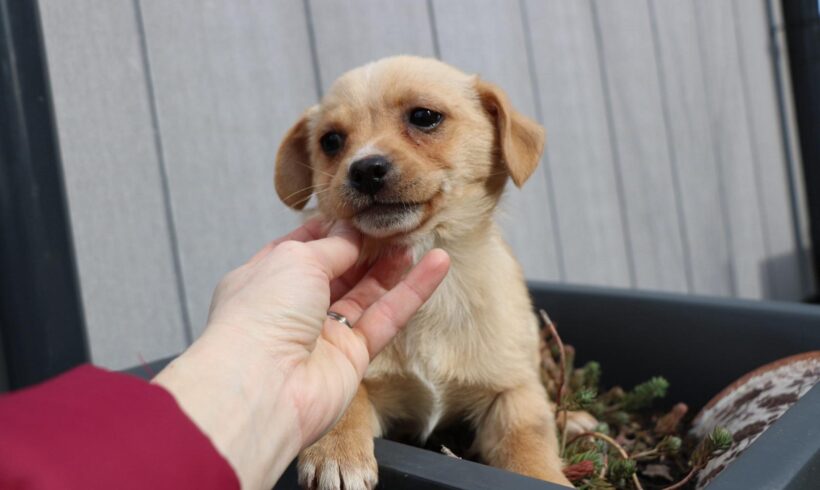 DJONA – ca. 2 Monate