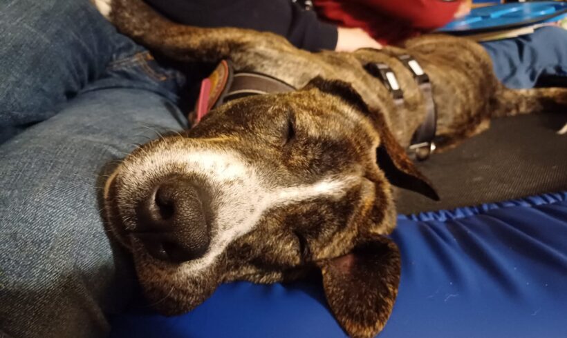 CONCHITA – ca. 1,5 Jahre