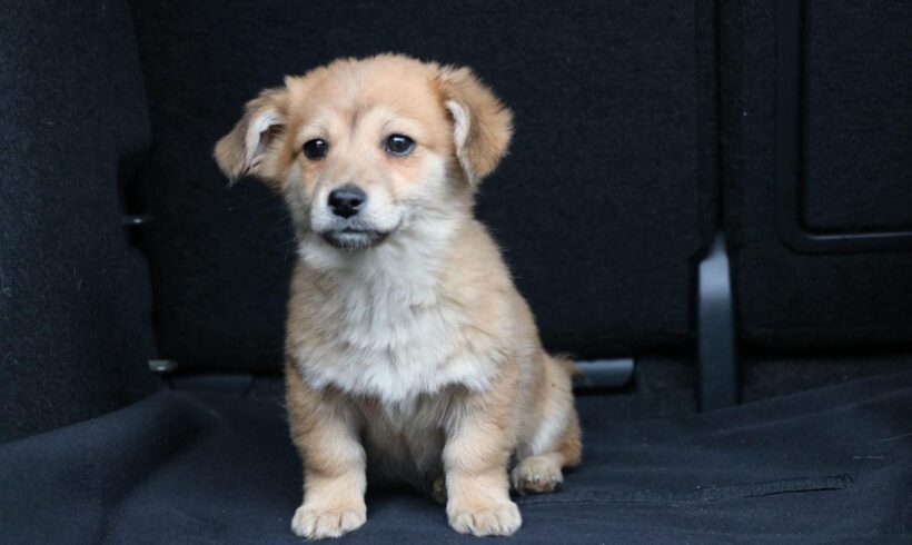 SIMBA – ca. 2 Monate