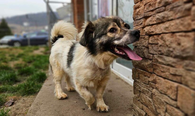 PADDY – ca. 2 Jahre