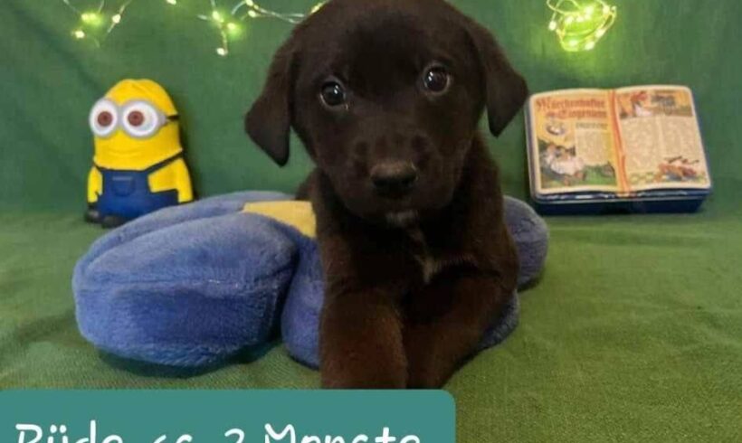 MINION – ca. 2 Monate