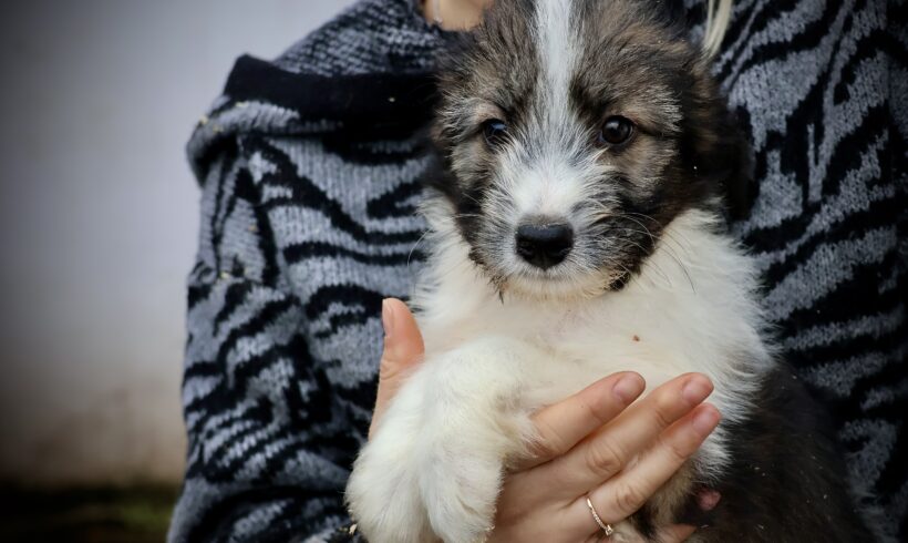 SCOTTY – ca. 2 – 3 Monate