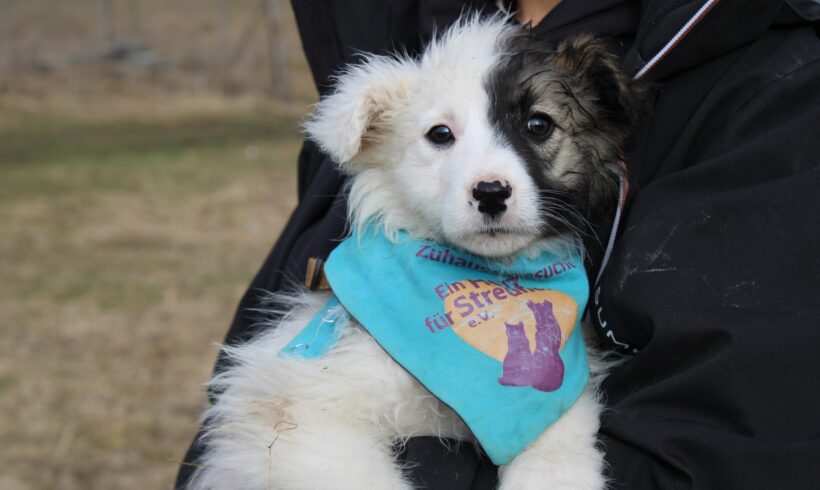 ARISTEAS – ca. 4 Monate