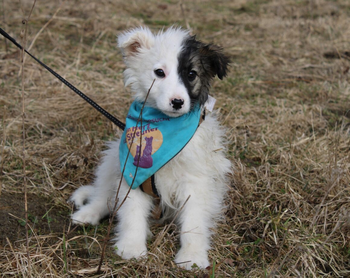 ARISTEAS ca. 4 Monate Ein Herz für Streuner